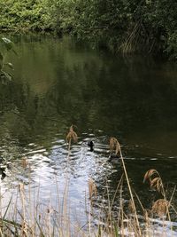 View of birds swimming in lake