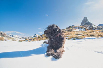 Dog on snow covered mountain against sky