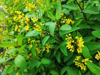 High angle view of flowering plant