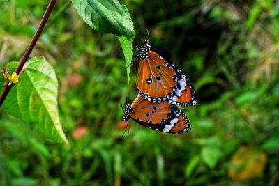 Close-up of butterfly pollinating