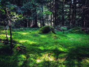 Trees in forest