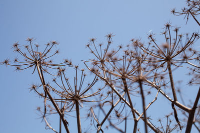 Low angle view of plants against clear sky during winter