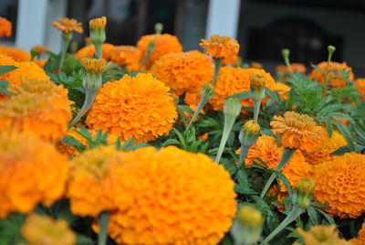 Close-up of marigold flowers blooming outdoors