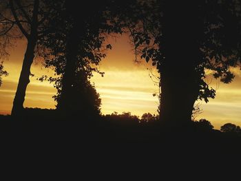 Silhouette of trees at sunset