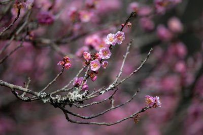 Close-up of pink cherry blossom