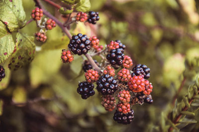 Close-up of berries growing on tree