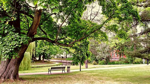 Trees in park