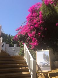 Low angle view of pink flowers in park