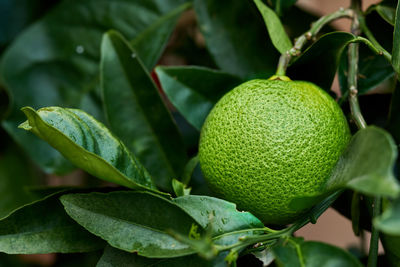 Close-up of fruit on tree