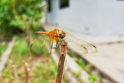 Close-up of damselfly on plant