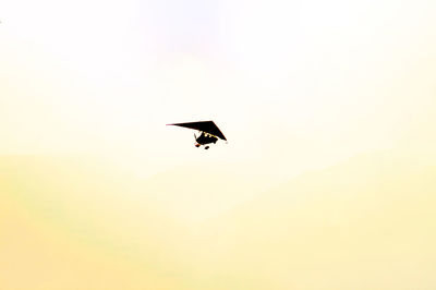 Low angle view of bird flying in sky