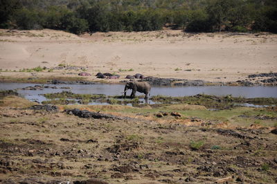 View of horse on land