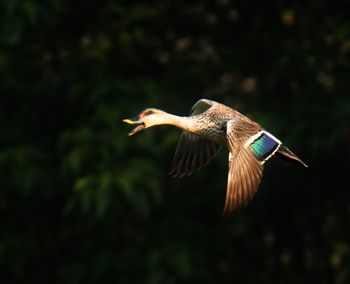 Close-up of bird flying against sky