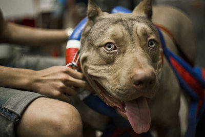 Head and mouth portrait close up of huge dog american pit bull terrier breed champion of weight pull