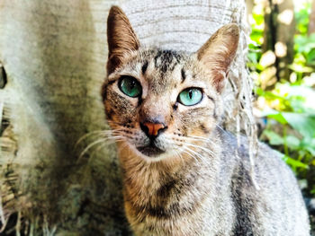 Close-up portrait of tabby cat