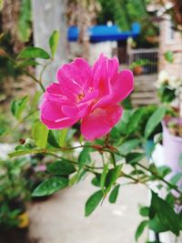 Close-up of pink flowering plant