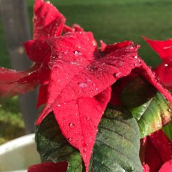 Close-up of wet red flower