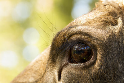 Close-up of the eye of an animal