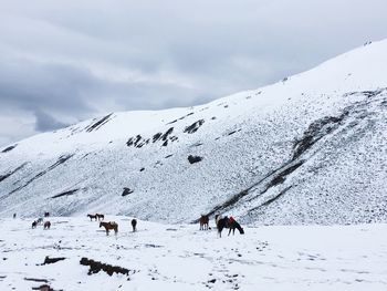 Flock of sheep on snow covered mountain