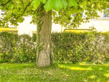 Plants and trees on field