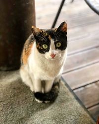 Portrait of cat sitting on floor