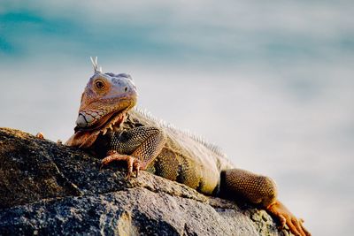 Lizard relaxing on the rock in aruba