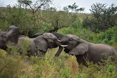 Elephant in a forest