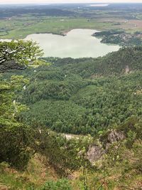 High angle view of land and trees in forest