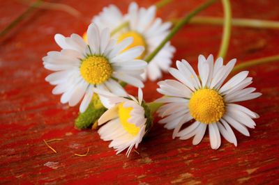 Close-up of white daisy on table