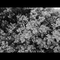 Flowers growing on tree