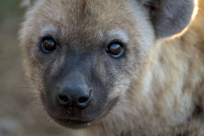 Close-up portrait of hyena