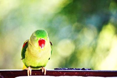 Close-up of parrot perching