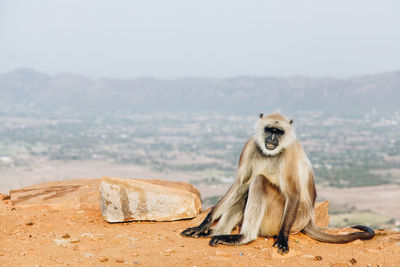 Portrait of monkey sitting against landscape