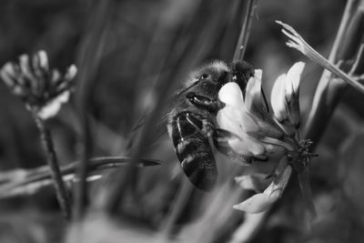 Close-up of bee on flower