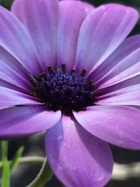 Close-up of pink flower