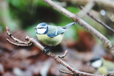 Close-up of a bluetite perching on branch