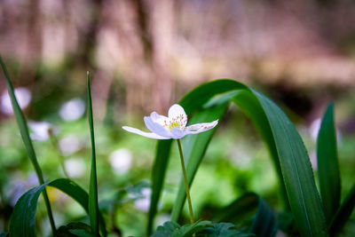 Close-up of white flowering plant
