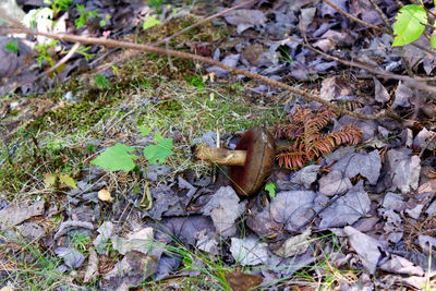 High angle view of lizard on dry leaves