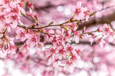 Close-up of pink cherry blossoms in spring