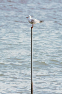 Bird perching on sea