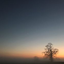 Silhouette bare tree against clear sky at sunset