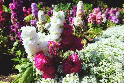 Close-up of fresh pink flowers blooming in garden