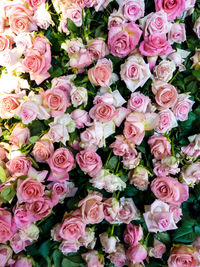 Close-up of pink roses