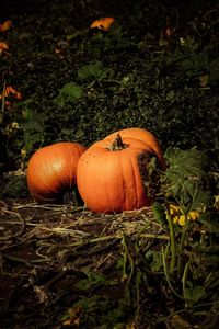 Pumpkin on field