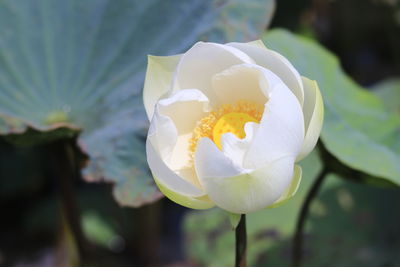 Close-up of white rose flower