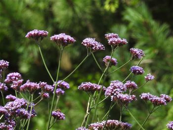 Close-up of pink flowering plants