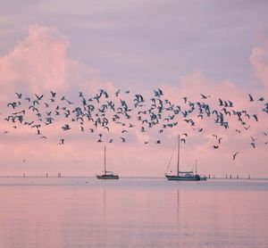 Seagulls flying over sea