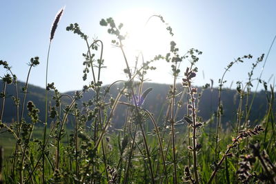 Low angle view of fresh plants on field against sky