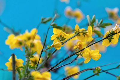 Low angle view of yellow flowering plants against blue sky