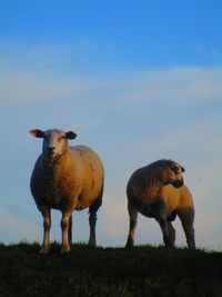 Sheep standing in a field